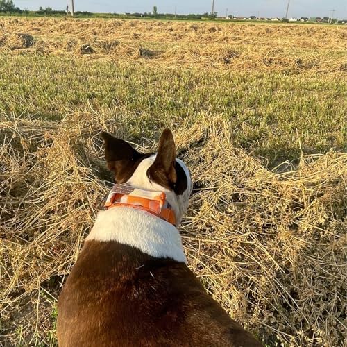 ADITYNA Heavy Duty Orange Dog Collar for Large Dogs with Traffic Handle