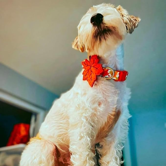 Blueberry Pet Thanksgiving Fall Maple Adjustable Dog Collar with Detachable Accessory, Small, Neck 12"-16"