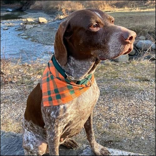 Country Brook Petz - Premium Nylon Dog Collar with Metal Buckle for Small Medium Large Breeds - 30+ Colors (Small, 3/4 Inch, Green)