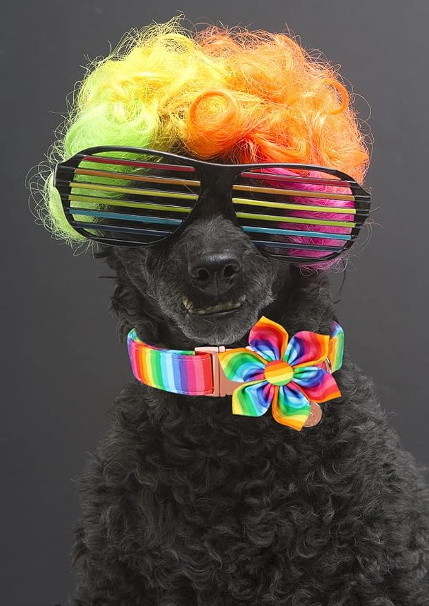 DOGWONG Cotton Pride Dog Collar, Rainbow LGBTQ Dog Collar Puppy Pet Collar for Small Medium Large Dog