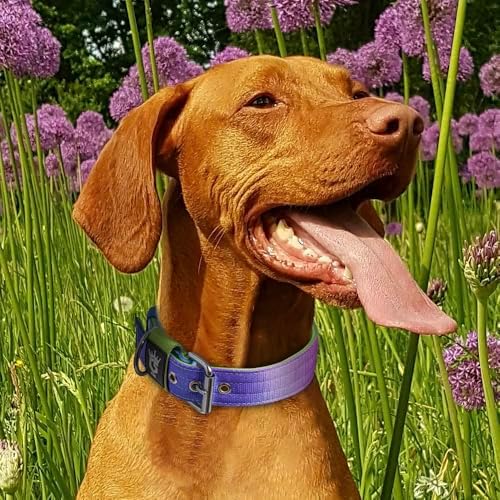TSPRO Heavy Duty Thick Dog Collar with Metal Buckle for Small Dogs