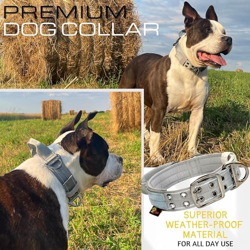 ADITYNA Heavy Duty Dog Collar for Extra-Large Dogs with Traffic Handle