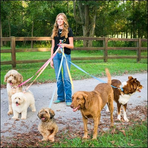 Country Brook Petz - Everyday Nylon Dog Collar for Large, Medium, and Small Dogs and Puppies - for Everyday Use in 30+ Colors (3XS, 3/8 Inch Wide, Gold)