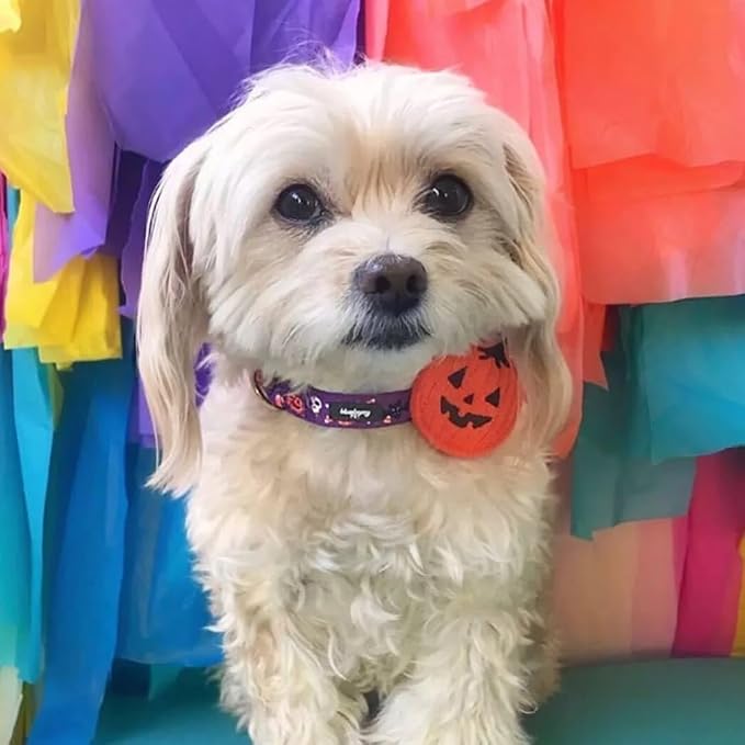 Blueberry Pet Halloween Pumpkin Party Designer Adjustable Dog Collar with Detachable Decoration, Large, Neck 18"-26"