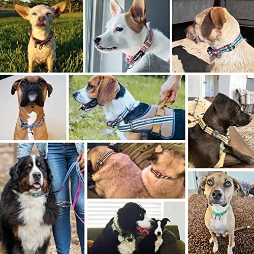 Blueberry Pet Safety Dog Collar with Dual D-Rings | 3M Reflective Multi-Colored Adjustable Collar in Blue and Yellow | Soft Nylon Dog Collar for Active Small Dogs