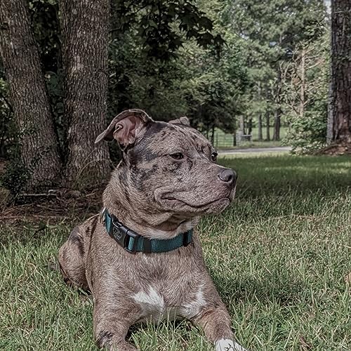 Country Brook Petz - Everyday Nylon Dog Collar for Large, Medium, and Small Dogs and Puppies - for Everyday Use in 30+ Colors (3XS, 3/8 Inch Wide, Green)