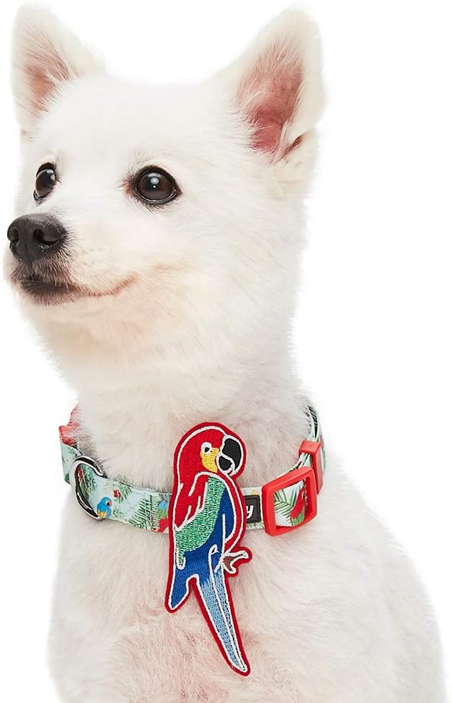 Blueberry Pet 10 Patterns Fun Parrot Adjustable Dog Collar with Detachable Décor, Small, Neck 12"-16"