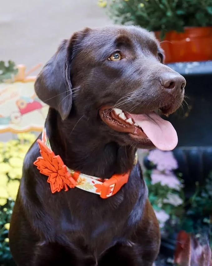 Blueberry Pet Thanksgiving Fall Maple Adjustable Dog Collar with Detachable Accessory, Large, Neck 18"-26"