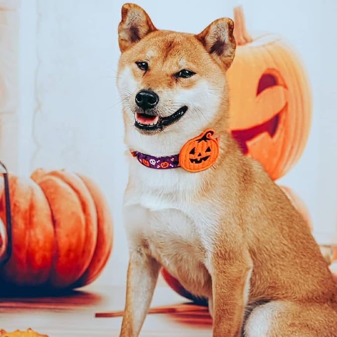 Blueberry Pet Halloween Pumpkin Party Designer Adjustable Dog Collar with Detachable Decoration, Small, Neck 12"-16"