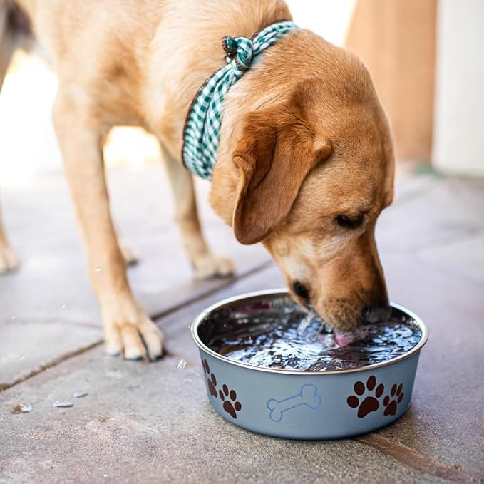 Loving Pets Bella Dog Bowls - Stainless Steel Dog & Cat Bowls - Spill Proof Dog Food Bowl, Cat Bowl, Puppy Essentials & Pet Supplies Great for Home & Travel (Small 10-20 lbs, Blueberry)