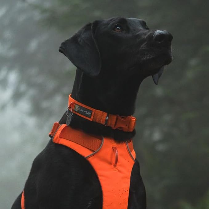 Ruffwear, Front Range Dog Collar, Adjustable Tubelok Webbing, Lightweight, Side Release Buckle, Aluminum V-Ring, Durable for Everyday Use, Blaze Orange, 11"-14"