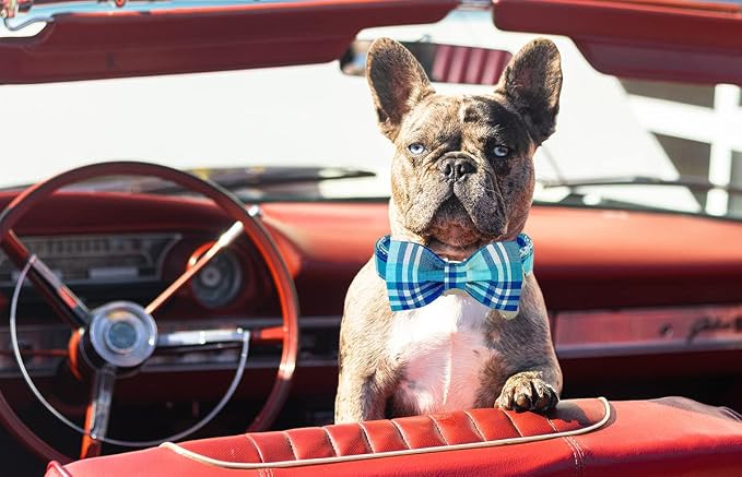 DOGWONG Plaid Dog Collar with Bow tie-Summer Cotton Dog Collar Blue Plaid Pet Collars Comfortable Cute Collars for Small Medium Large Dogs