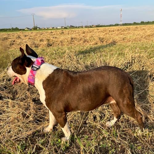 ADITYNA Heavy Duty Dog Collar for Extra-Large Dogs with Traffic Handle