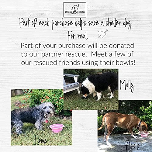 Lucky Love Dog Travel Bowl, Collapsible Compact Water Dog Dish (Grass)