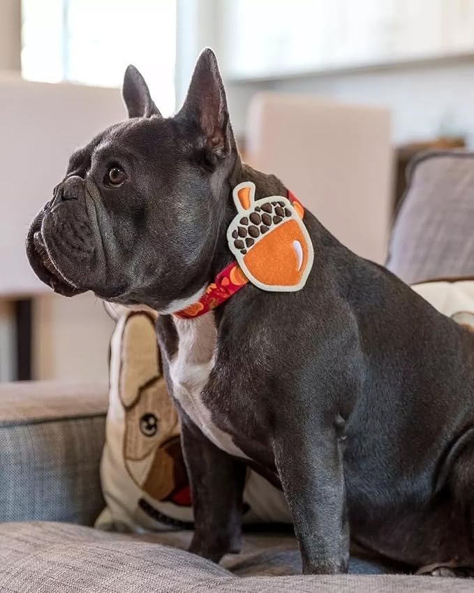 Blueberry Pet Seasonal Dog Collar, Woodland Pattern Acorn Design, Adjustable Fall Harvest Dog Collar for Thanksgiving, Medium Pet Collar for Fall with Detachable Accessory