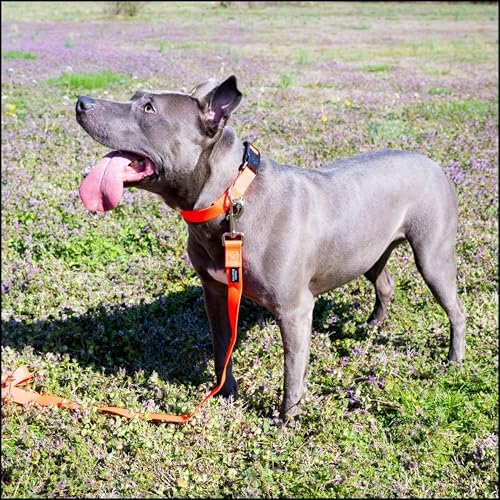 Country Brook Petz - Everyday Nylon Dog Collar for Large, Medium, and Small Dogs and Puppies - for Everyday Use in 30+ Colors (Medium, 3/4 Inch Wide, Neon Orange)