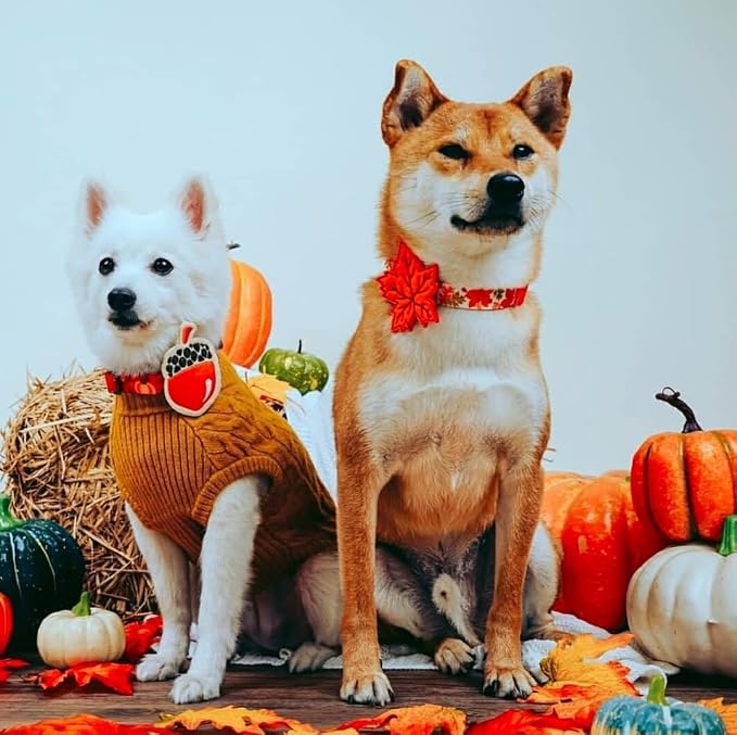 Blueberry Pet Thanksgiving Fall Pumpkin and Acorn Adjustable Dog Collar with Detachable Accessory, Small, Neck 12"-16"