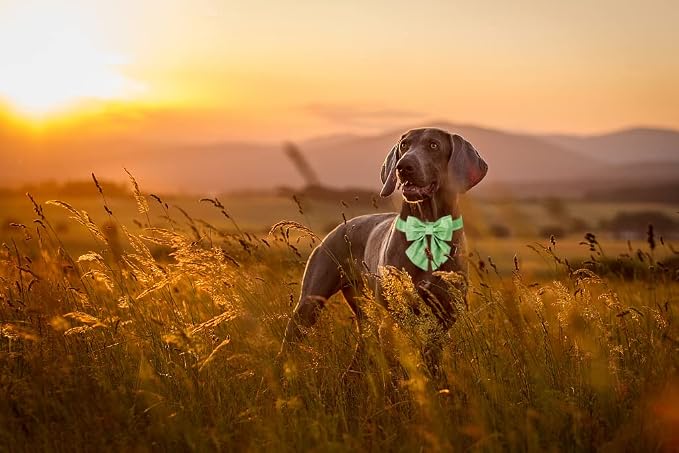 Maca Bates Dog Collar-Colorful Grid and Ripple Pattern Sailor Bow Tie,Adjustable Collar with Metal Buckle for Cat and Dog