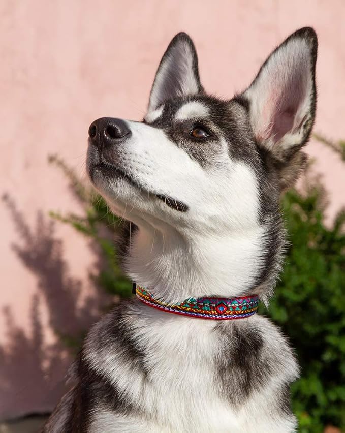 Lupine Dog Collar 1" Wide El Paso Design adjusts 12-20" Long