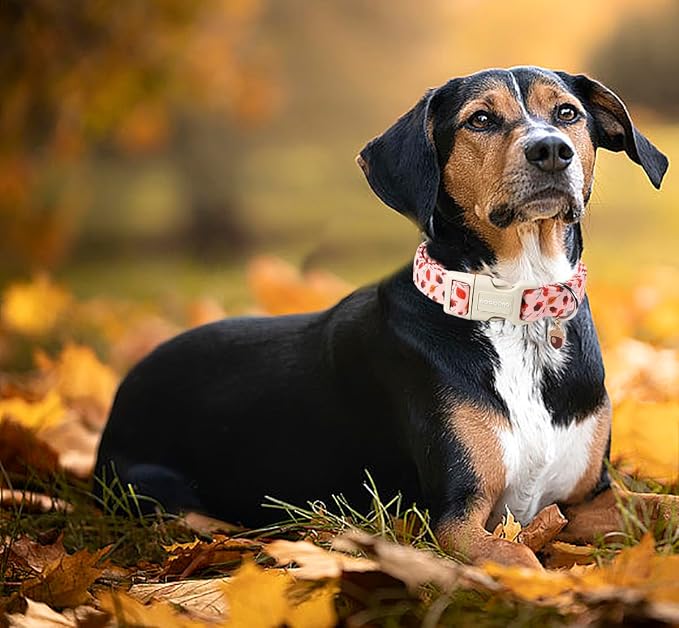 DOGWONG Fall Hazelnut Maple Dog Collar- Pink Fall Holiday Dog Collars Adjustable Autumn Leaf Dog Collar for Small Medium Large Dogs XS