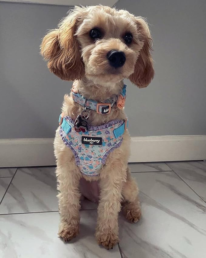 Blueberry Pet Dog Collar, Adjustable Floral Print Puppy Collar in Lavender with Removable Flower, Small 12"-16" Neck, Cute Girl Dog Accessories, Pink Dog Collars for Small Dogs, Safe Fit