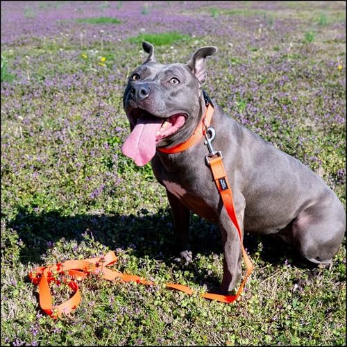 Country Brook Petz - Everyday Nylon Dog Collar for Large, Medium, and Small Dogs and Puppies - for Everyday Use in 30+ Colors (3XS, 3/8 Inch Wide, Neon Orange)