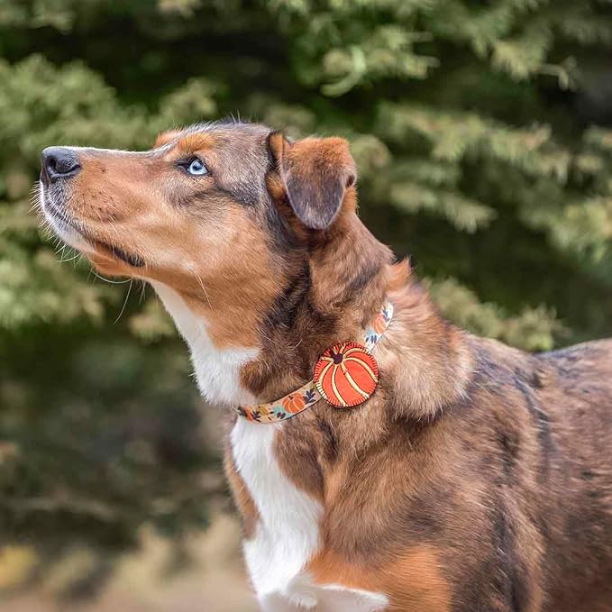Blueberry Pet Fall Dog Collar, Small Dog Collar for Female & Male Dogs, Extra Small Dog Collar with Pumpkin Décor, Adjustable for Neck 12"-16", Eco-Friendly, Nickel-Free Hardware