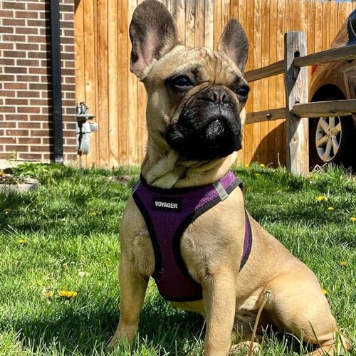 Best Pet Supplies Voyager Step-in Air Harness - All Weather Mesh, Reflective, No Pull Harness for Dogs, Cats - Secure with Hook & Loop Fastener, Buckle, Double D-Rings - Purple/Black Trim, S