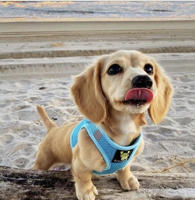 EcoBark Teacup Dog Harness- Luxury Soft Step in Dog Harness for Puppy & Tiny Dogs - Reflective Mini Body Halter Vest (XXXS Baby Blue)