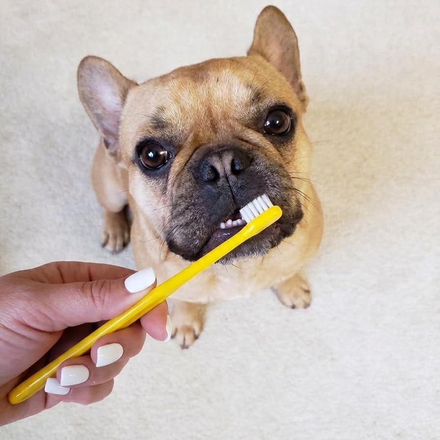 Pet Republique Enzymatic Dog Toothpaste Kit with Finger Toothbrushes Cats and Dogs Dental Cleaning Kit - 3.5 oz Beef Flavor Toothpaste, 3 Silicon Finger Toothbrushes, 1 Mini Handle Toothbrush