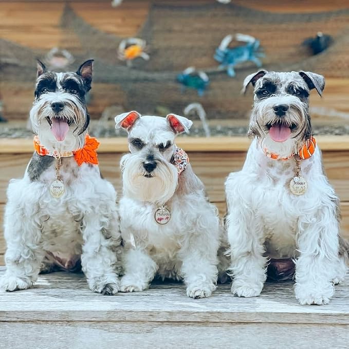 Blueberry Pet Thanksgiving Fall Maple Adjustable Dog Collar with Detachable Accessory, Small, Neck 12"-16"