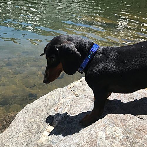 Max and Neo MAX Reflective Metal Buckle Dog Collar - We Donate a Collar to a Dog Rescue for Every Collar Sold (X-Small, Pink)