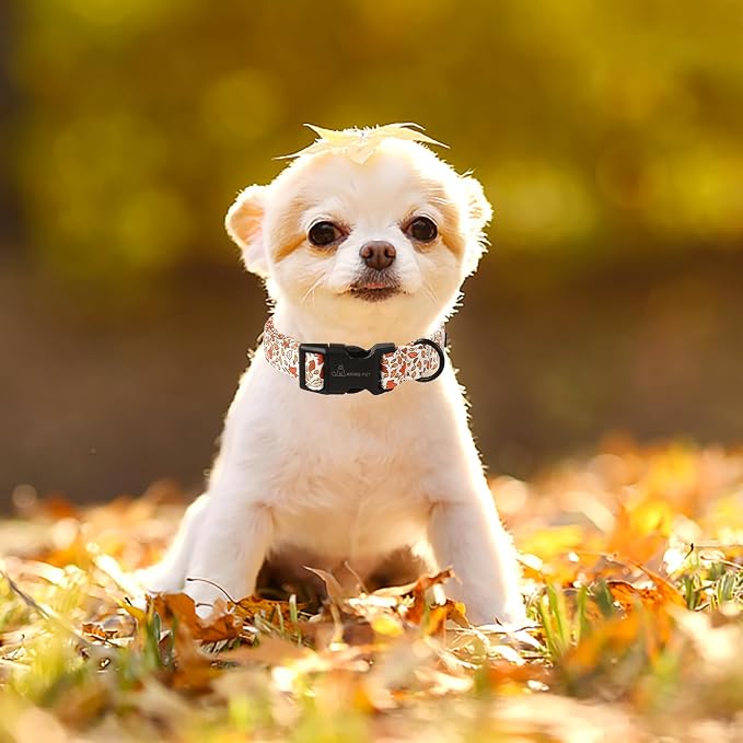 ARING PET Fall Dog Collars, Cute Autumn Maple Leaves Pet Collar with Quick Release Buckle for Puppy Small Medium Large Girl Boy Dogs-S
