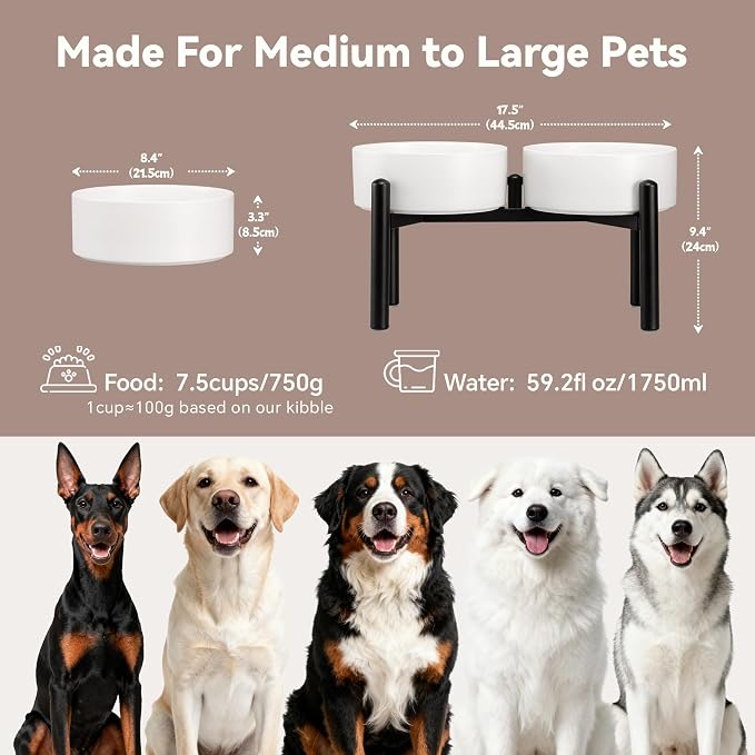 Dog Bowls Elevated - Ceramic Raised Dog Bowl with Non Slip Steel Stainless Stand - No Spill and Heated Feeding Station - Food and Water Dish Set for Medium to Large Pet - Each Holds 7.5 Cups – White