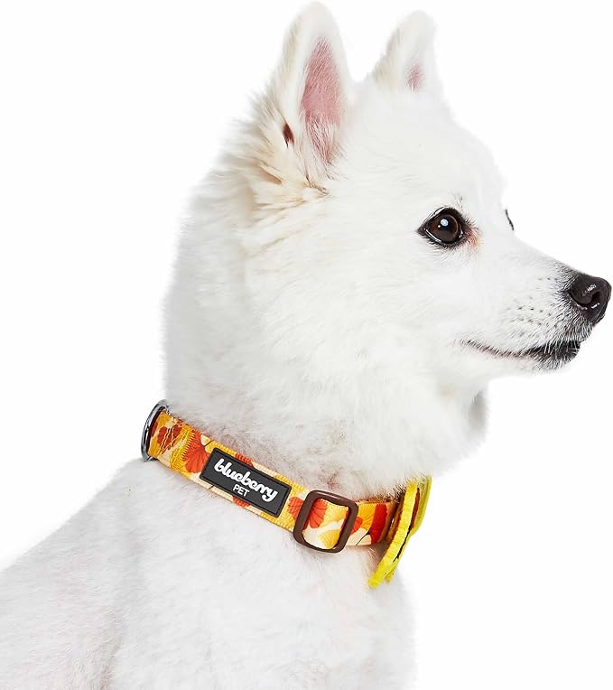 Blueberry Pet Thanksgiving Fall Ginkgo Biloba Leaf Adjustable Dog Collar with Detachable Accessory, Large, Neck 18"-26"