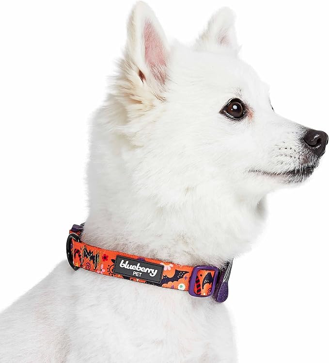 Blueberry Pet Halloween Witch Hat Adjustable Dog Collar with Detachable Glitter Accessory, Medium, Neck 14.5"-20"