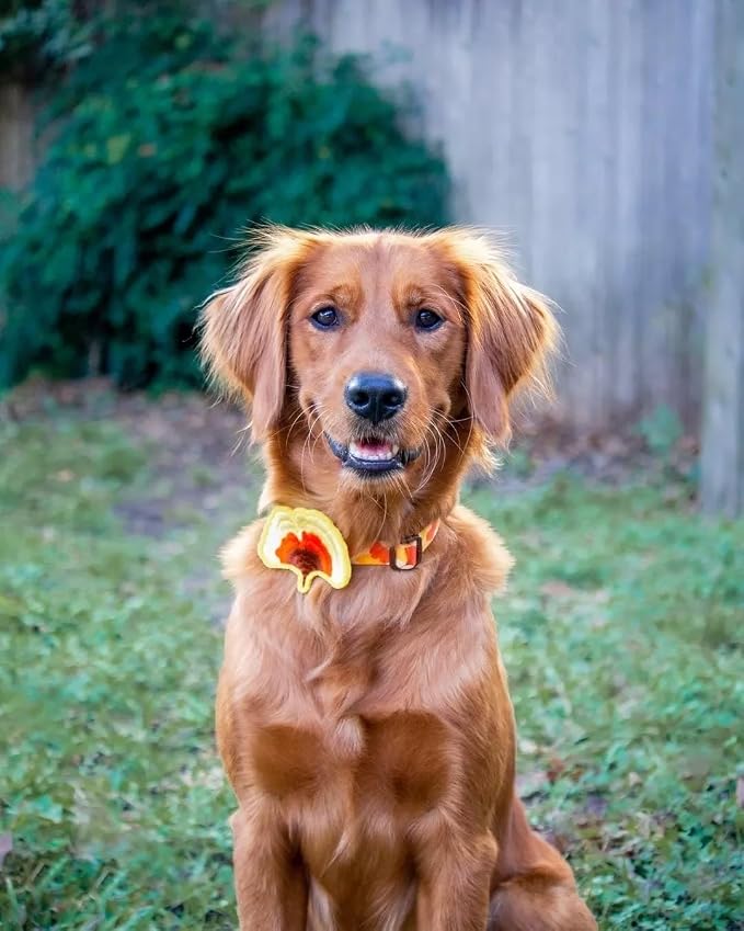Blueberry Pet Thanksgiving Fall Ginkgo Biloba Leaf Adjustable Dog Collar with Detachable Accessory, Large, Neck 18"-26"
