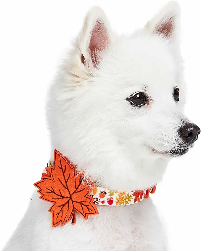 Blueberry Pet Thanksgiving Fall Maple Adjustable Dog Collar with Detachable Accessory, Small, Neck 12"-16"