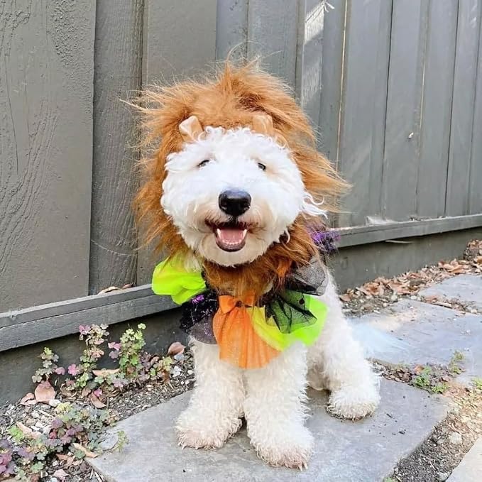 Blueberry Pet Halloween Party Adjustable Breakaway Costume Dog Collar in Cool Tone, X-Small