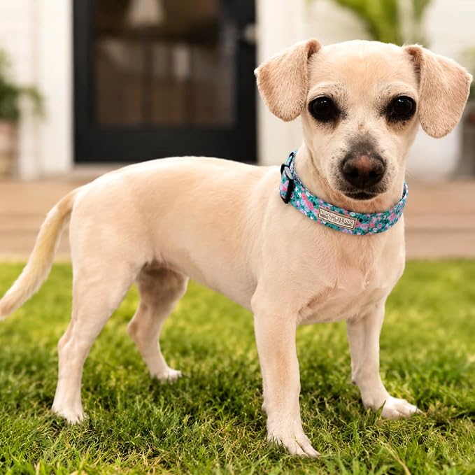 Lucky Love Dog - Adjustable Collar and Leash Set with Easy Click Buckle for Small Dogs, Durable, & Comfortable Collar for Male & Female Dogs, Puppies & Adult - Mariposa Combo, XS
