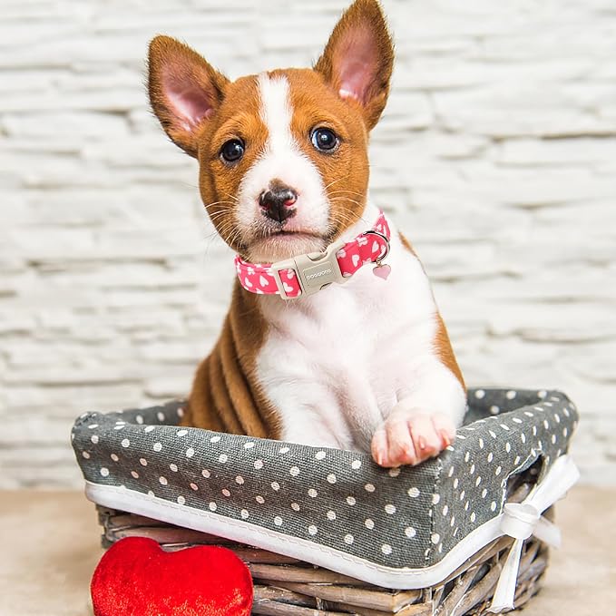 DOGWONG Dog Collar Plastic Buckle Collar for Valentine's Day Gift Pink Heart Love for Small Medium Large Boys Girls Dogs