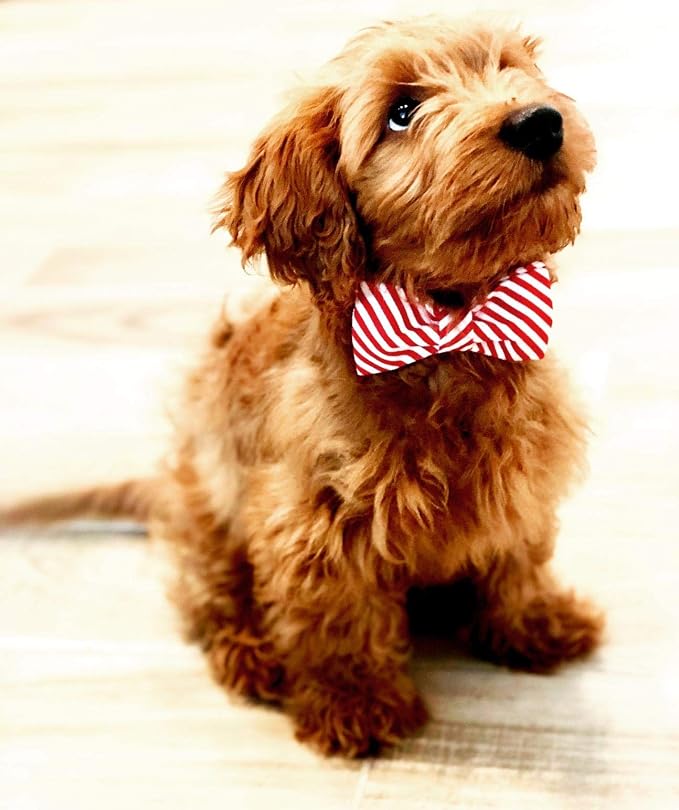 Lionet Paws Christmas Dog Collar with Bowtie Durable Adjustable Handmade Comfortable Bow Tie Dog Collar Cat Collar with Metal Buckle for XS Dogs Cats,Party,Festival,Holiday Style,Neck 8-12in