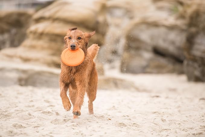 West Paw Zogoflex Zisc Dog Flying Disc, High Flying Aerodynamic Disc for Dogs Puppy – Lightweight, Floatable Disc for Fetch, Tug of War, Catch, Play – Doubles as Food/Water Bowl, Large 8.5", Tangerine