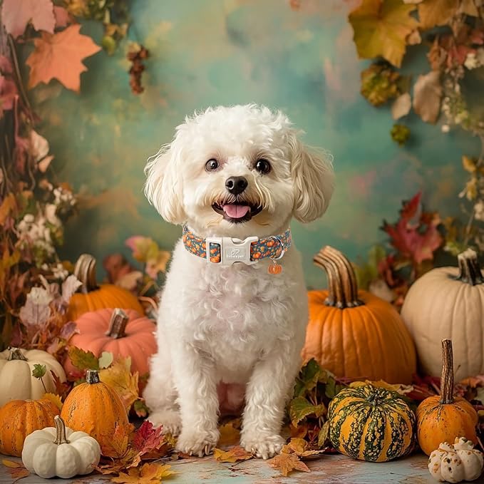 Fall Dog Collar Cute Autumn Pumpkin Puppy Collar - Light Comfortable Adjustable Pet Collars for Small Medium Large Girl Boy Dogs M