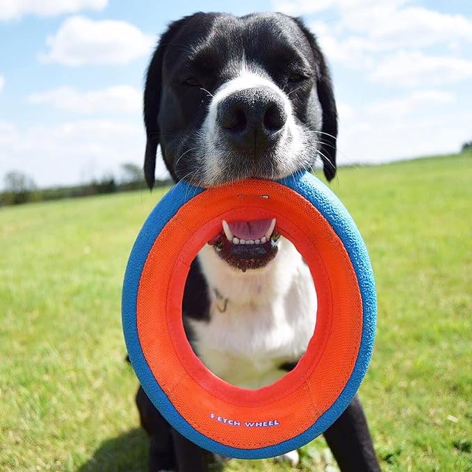 Chuckit! Fetch Wheel Outdoor Dog Toy, Large, for Large Breeds(Pack of 6)