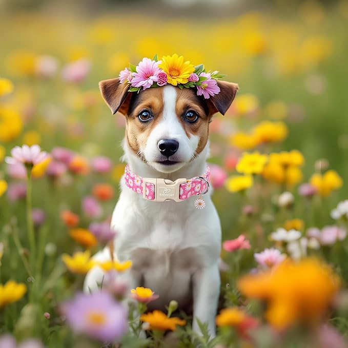 Summer Daisy Dog Collar, Cute Floral Adjustable Pink Dog Collars for Puppy Small Dogs, Lightweight Quick-Release Buckle Collar for Boy&Girl Dogs XS