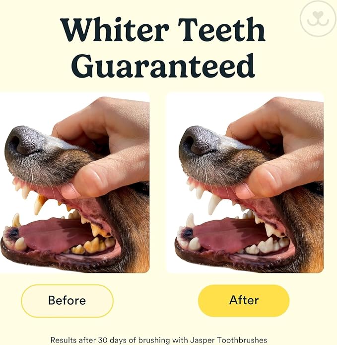 Jasper Dog Toothbrush, 360 Degree Pet Tooth Brushing Kit, Cat Toothbrush, Canine Dental Care & Teeth Cleaning Kit, Pet Finger Tooth Brush, Use with Dog Toothpaste, 4-Pack Multicolor