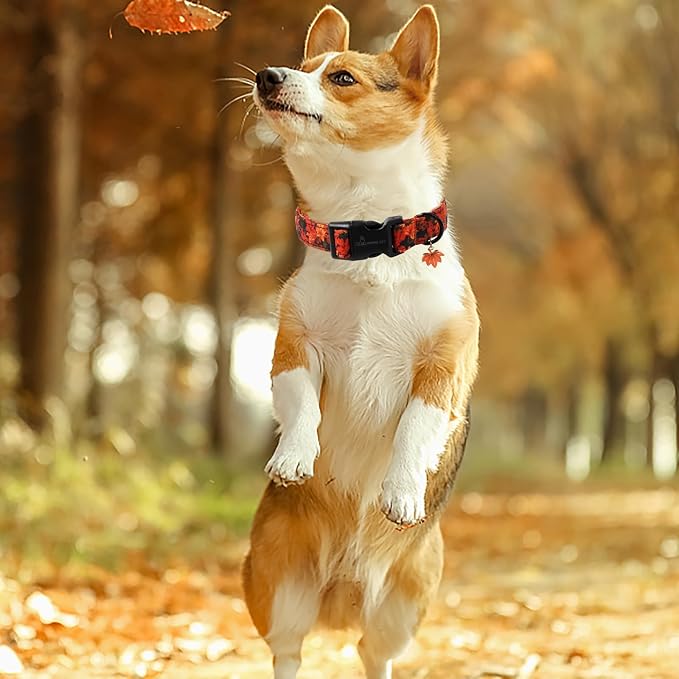 ARING PET Fall Dog Collar, Cute Autumn Orange Maple Leaf Pet Collars for Puppy Small Medium Large Girl Boy Dogs-S Size