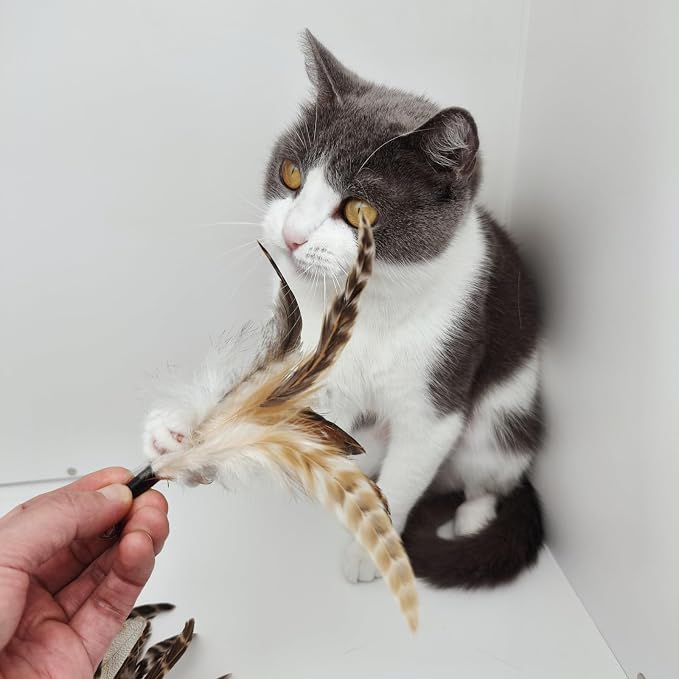 miwoowim Natural unstained Feathers,8PCS Cat Feather Toys Replacement Wand Toy Refills, Cat Feathers Refill for Indoor Cats,Perfect Wand Attachments