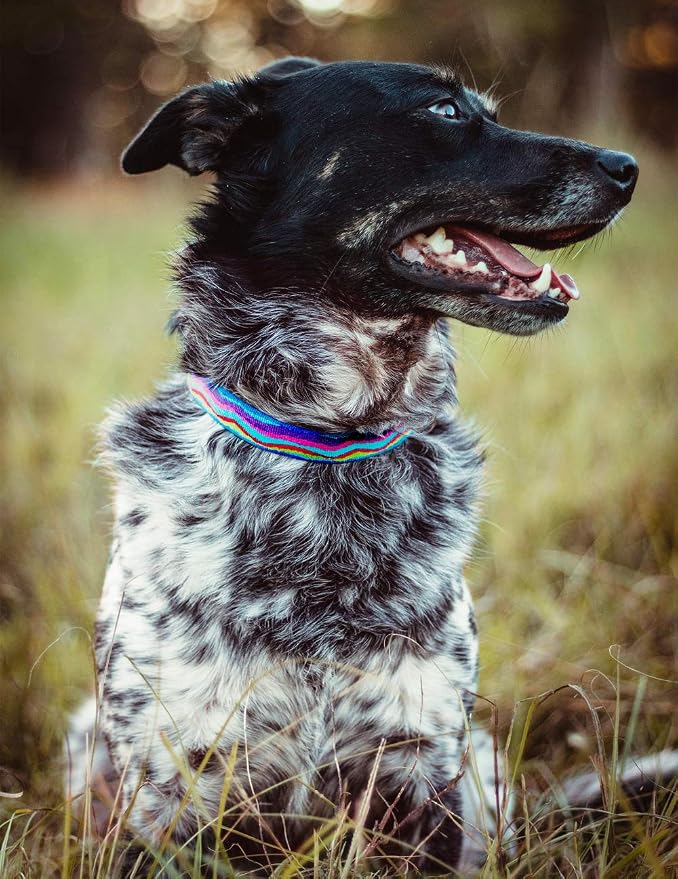Medium Dog Collar by Lupine 1" Wide Ripple Creek Design adjusts from 12" to 20"